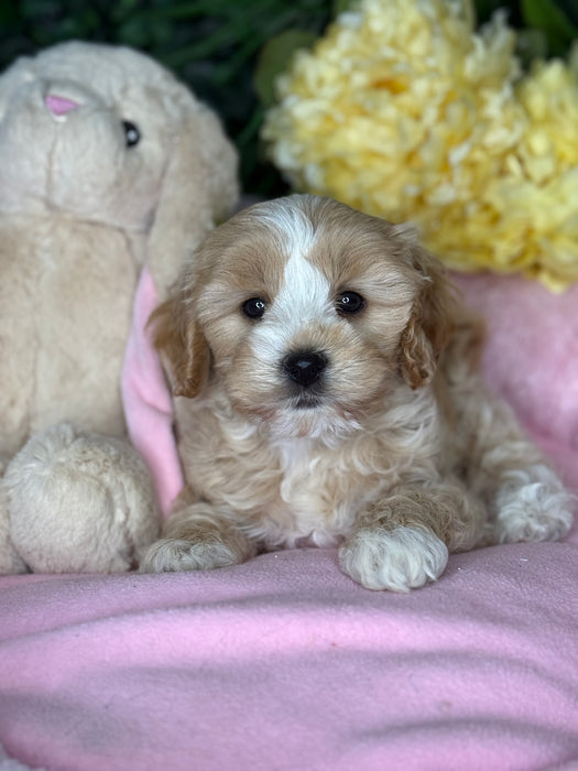 Toy Cavoodle Puppies