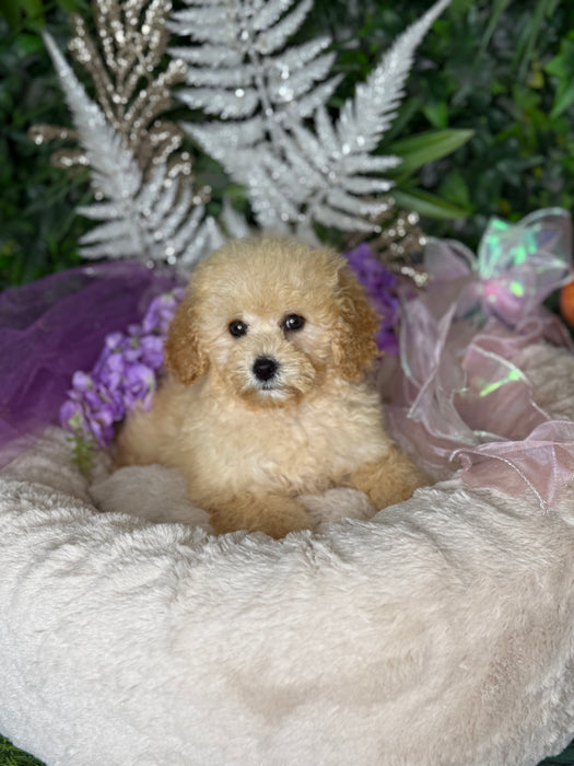 Toy Cavoodle Puppies