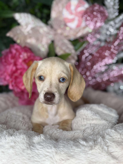 Mini Dachshund Short Hair Puppies