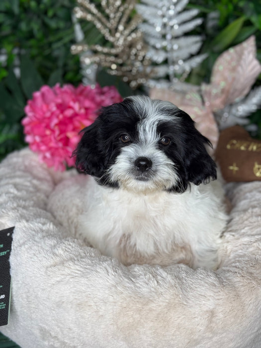 Maltese x Shihtzu Puppies