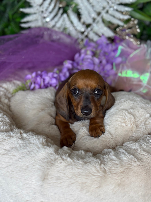 Mini Dachshund Short Hair Puppies