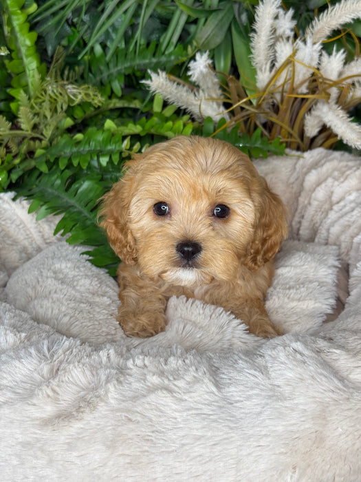 Toy Cavoodle Puppies