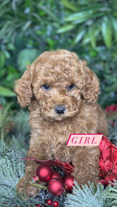 Toy Shmoodle Girl Puppies