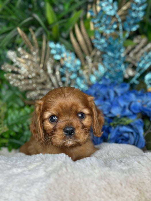 King Charles Cavalier