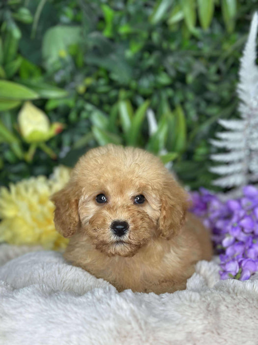 Toy Cavoodle Puppies