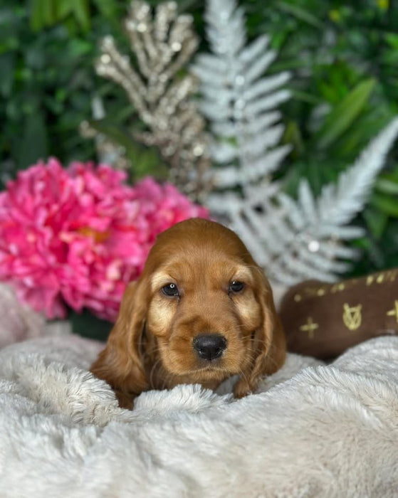 Cocker Spaniel puppies