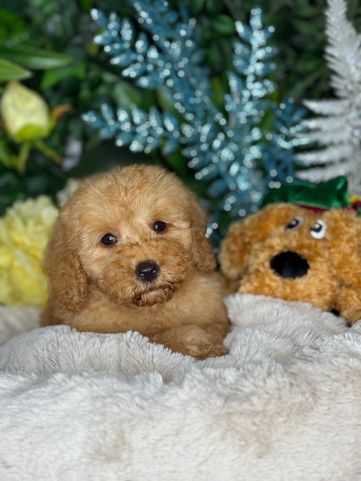 Toy Cavoodle Puppies