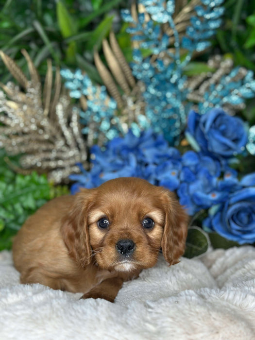 King Charles Cavalier