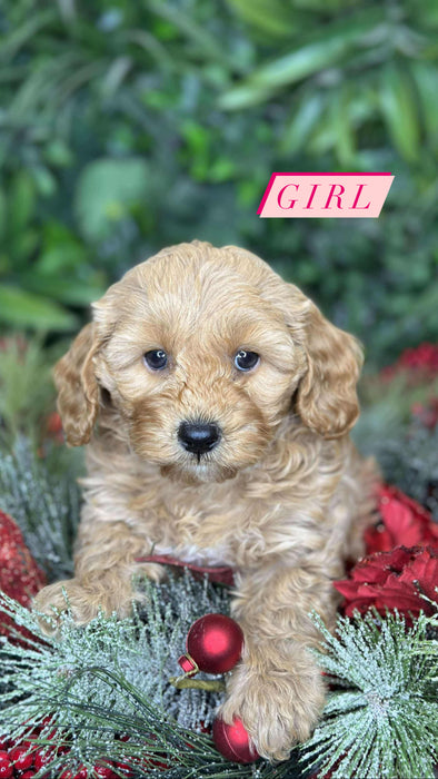 Toy Shmoodle Girl Puppies