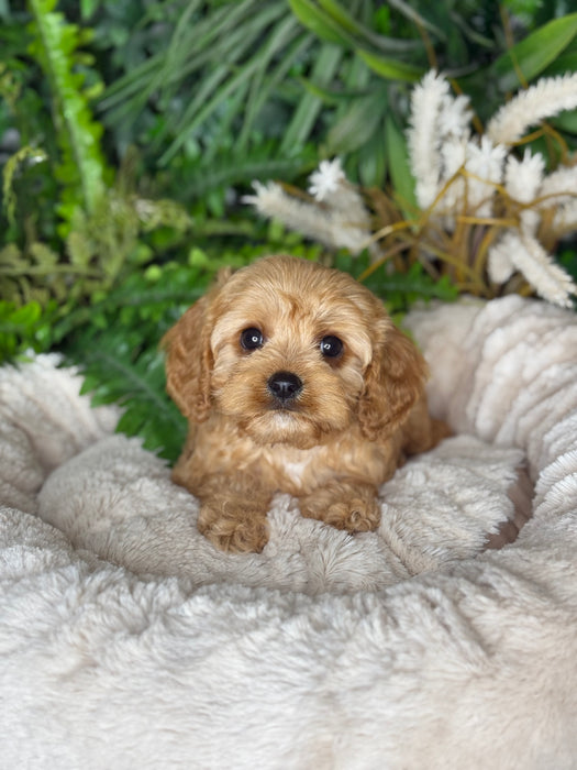 Toy Cavoodle Puppies