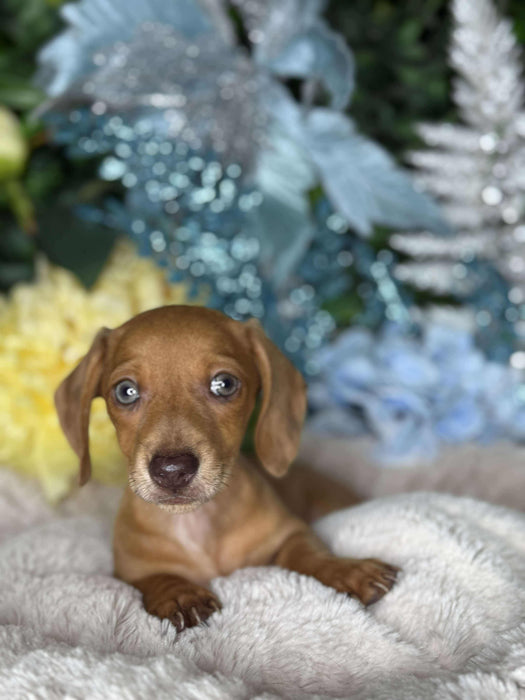 Mini Dachshund Short Hair Puppies