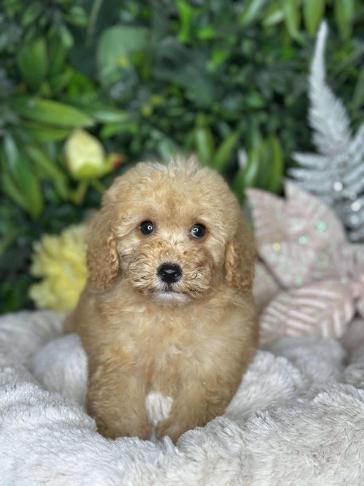 Toy Cavoodle Puppies