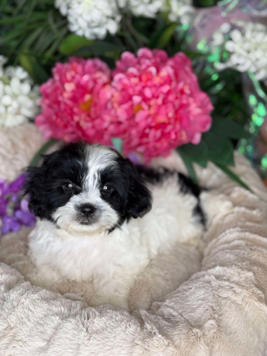 Maltese x Shihtzu Puppies