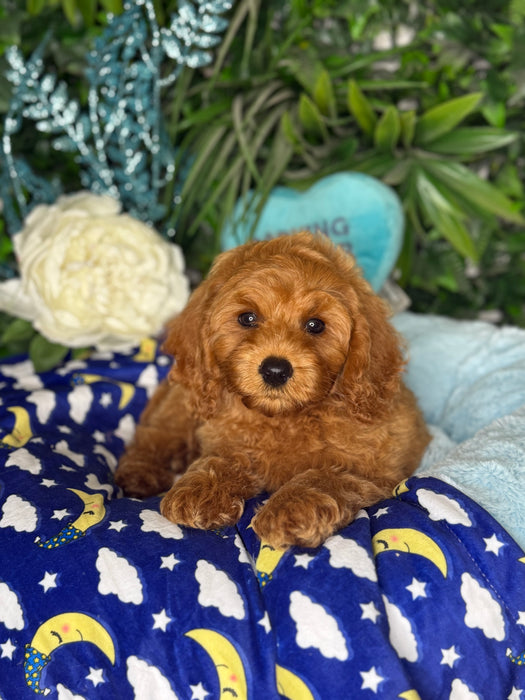 Toy Cavoodle Puppies