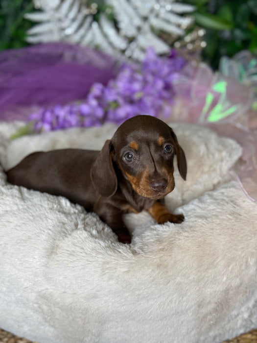 Mini Dachshund Short Hair Puppies