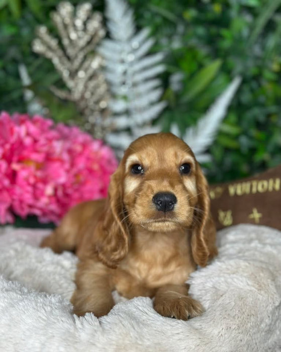 Cocker Spaniel puppies