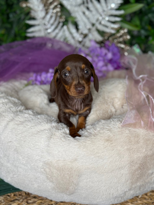 Mini Dachshund Short Hair Puppies