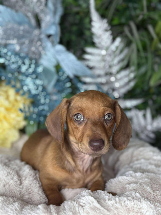 Mini Dachshund Short Hair Puppies