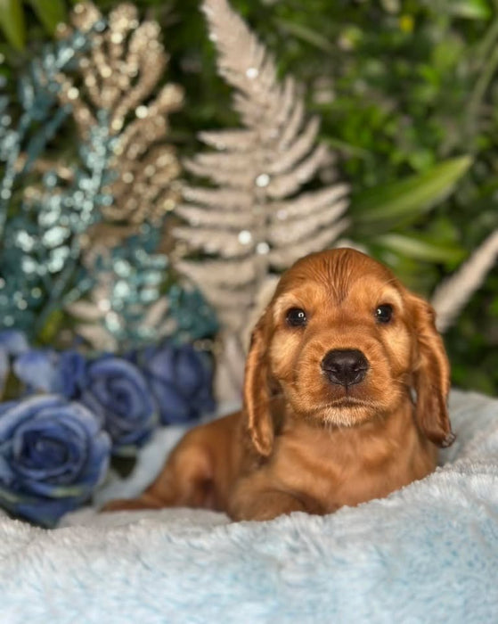 Cocker Spaniel puppies