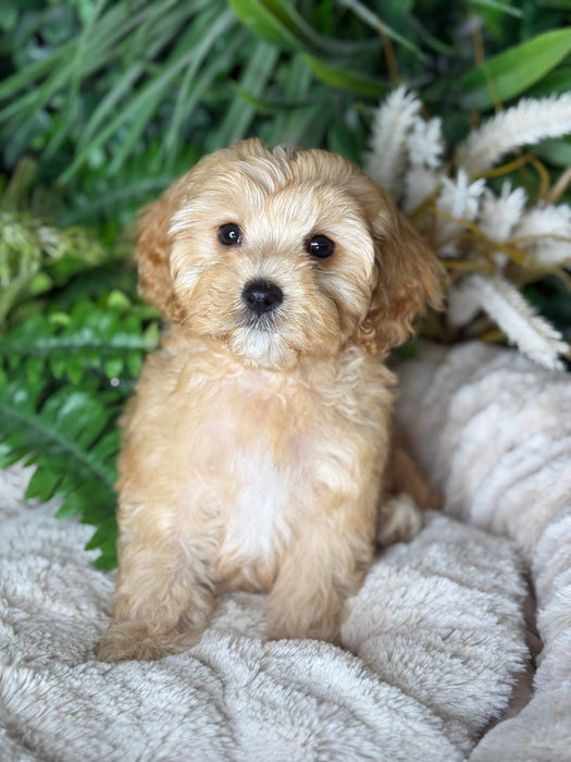 Toy Cavoodle Puppies