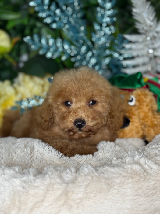 Toy Cavoodle Puppies