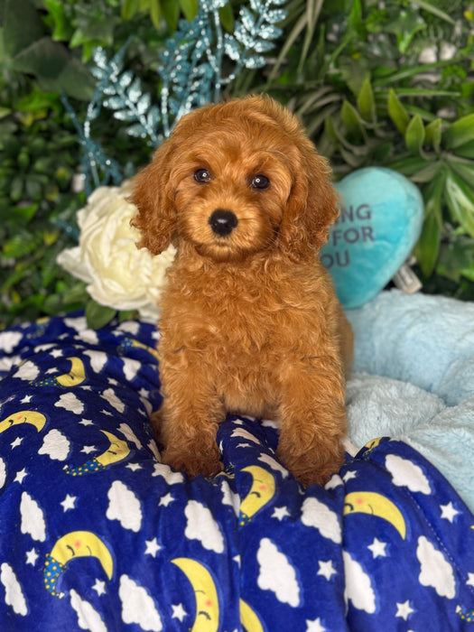 Toy Cavoodle Puppies