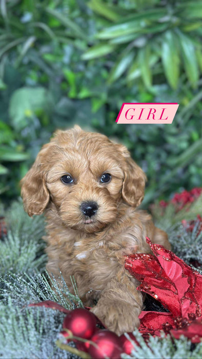 Toy Shmoodle Girl Puppies