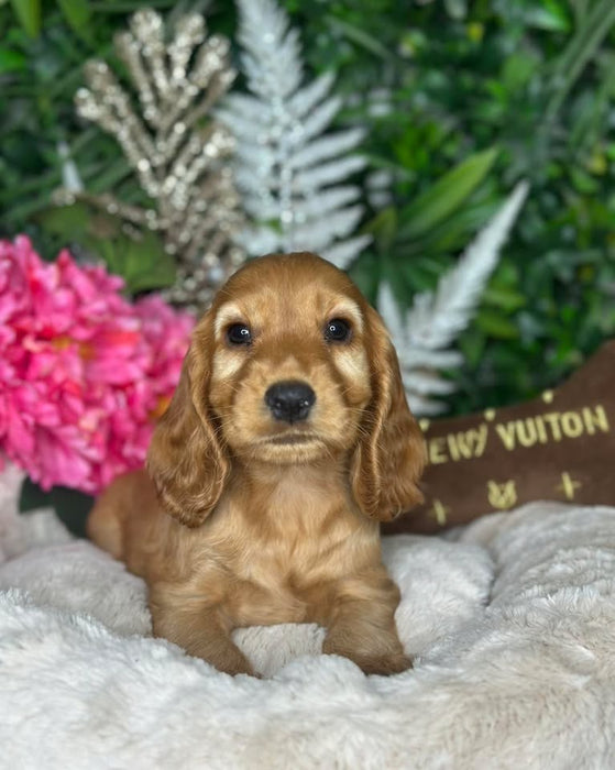 Cocker Spaniel puppies