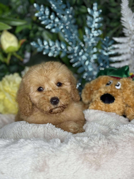 Toy Cavoodle Puppies