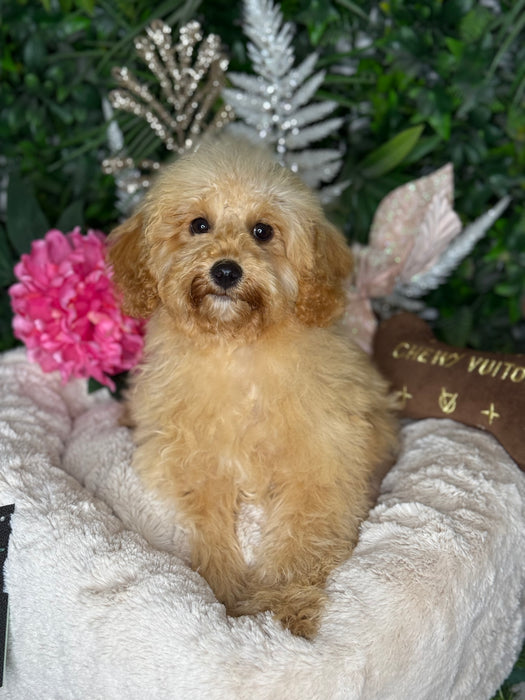 Toy Cavoodle Puppies