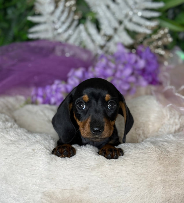 Mini Dachshund Short Hair Puppies